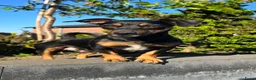 Jack Russel Terriër honden te koop: Teef puppy Jack Russell 😍🐶 Black and Tan - Advertentie 6