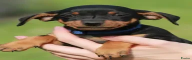 Dwergpinscher Puppy 1