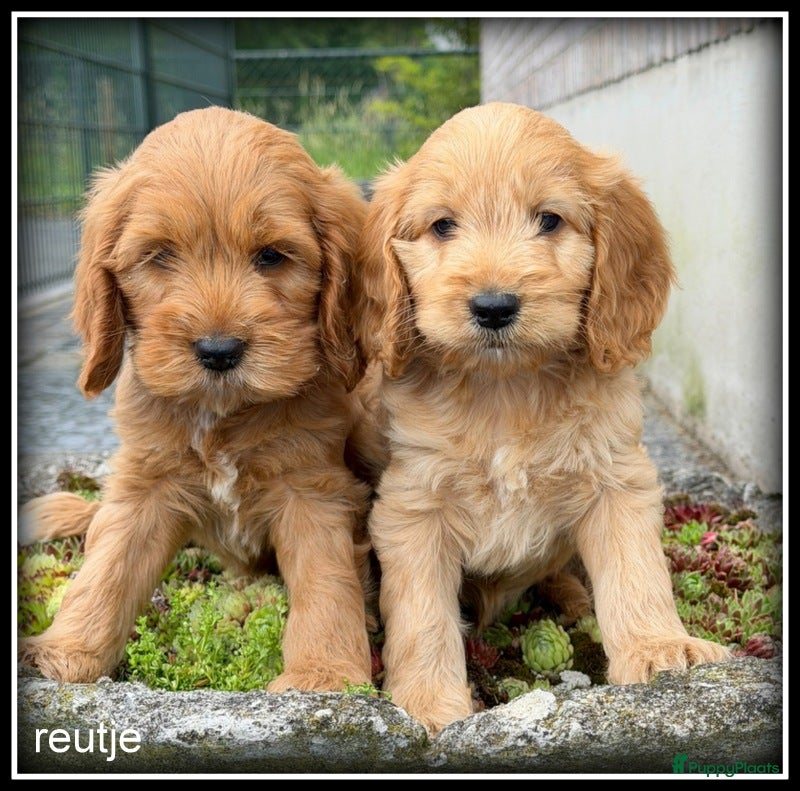 Cockapoo honden Cockapoo pups - Advertentie 1