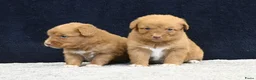 Nova Scotia Duck Tolling Retriever honden te koop: Nova Scotia Duck Tolling Retriever pups - Advertentie 21