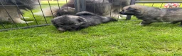 Keeshond honden te koop: Wolfsgrijze keeshond pups - Advertentie 12