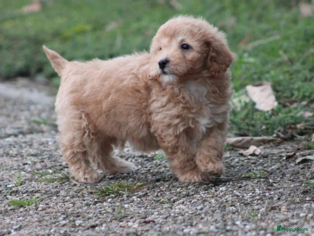 Maltipoo honden te koop: Maltipoo pups - Advertentie 13
