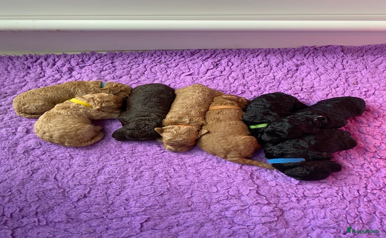 Labradoodle honden - Advertentie 3