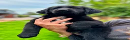 Goldador honden te koop: Prachtige lieve pup! in Westergeast - Advertentie 3