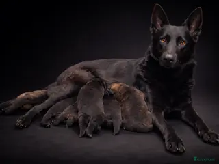 Duitse Herder honden Te koop 2 mooie grauwe teefjes - Advertentie 1