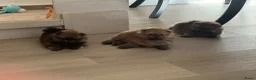 Pomeriaan honden te koop: 3 prachtige Pomeriaan pups  - Advertentie 3