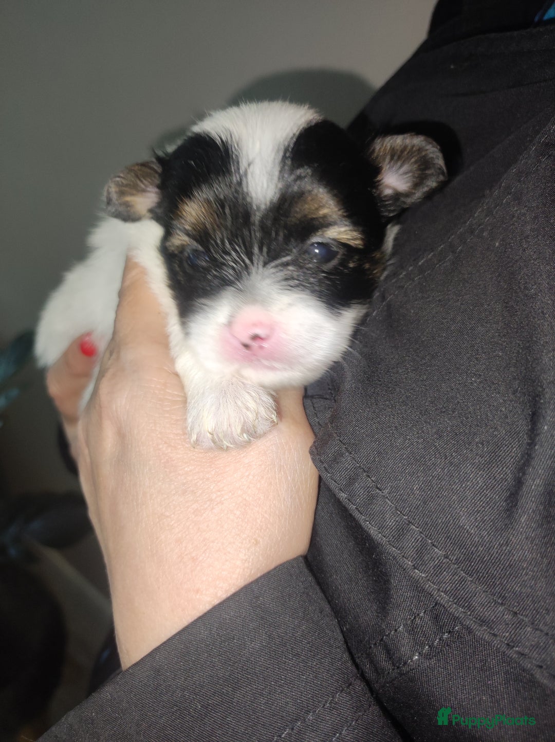 Maltipoo honden te koop: Prachtige pups maltipoo-pomerian in Helmond - Afbeelding 20