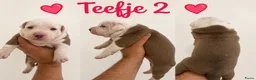 American Staffordshire Terriër honden te koop: Amerikaanse Stafford Pups - Advertentie 4
