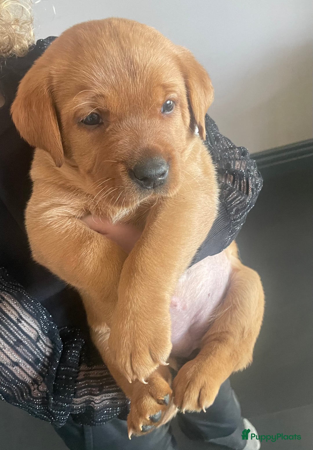 Labrador Retriever honden te koop: NEST AANKONDIGING LABRADOR PUPS - Advertentie 3