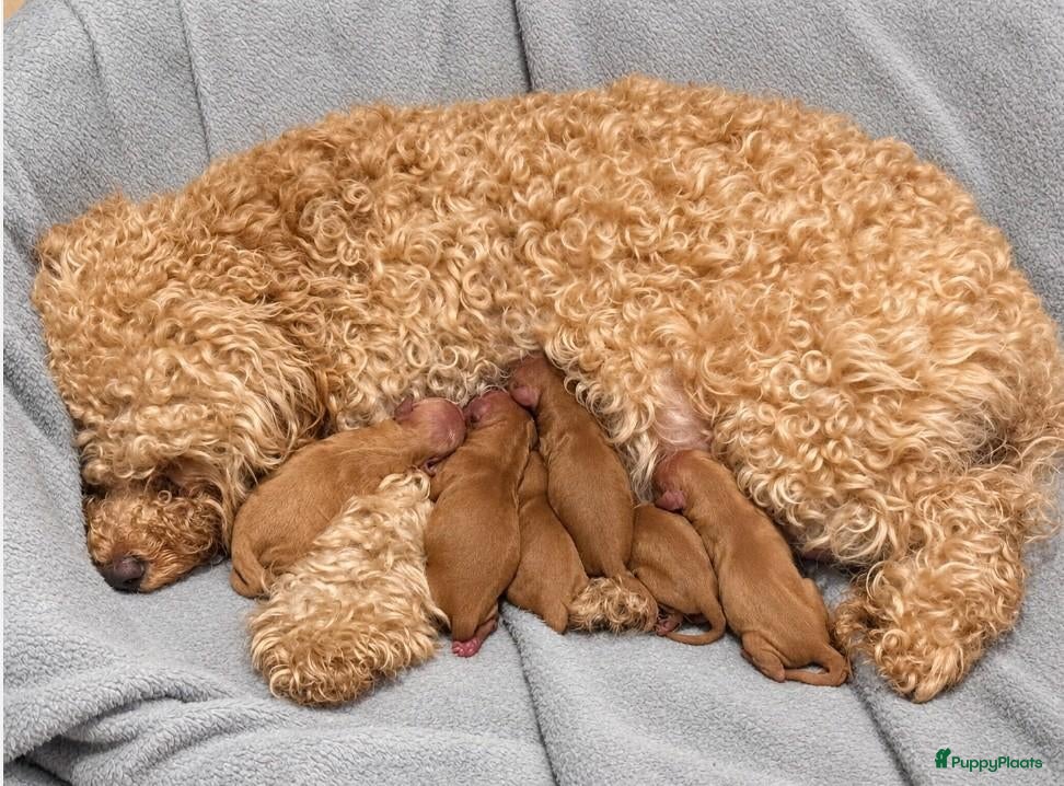 Maltipoo honden Prachtige Maltipoo pups (f3) - Advertentie 11
