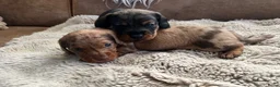 Dwergteckel honden te koop: Vrolijke ruwharige dwergteckels  - Advertentie 5