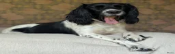 Kruising honden te koop: Nestje met Sproodle / Springerdoodle pups  - Advertentie 3