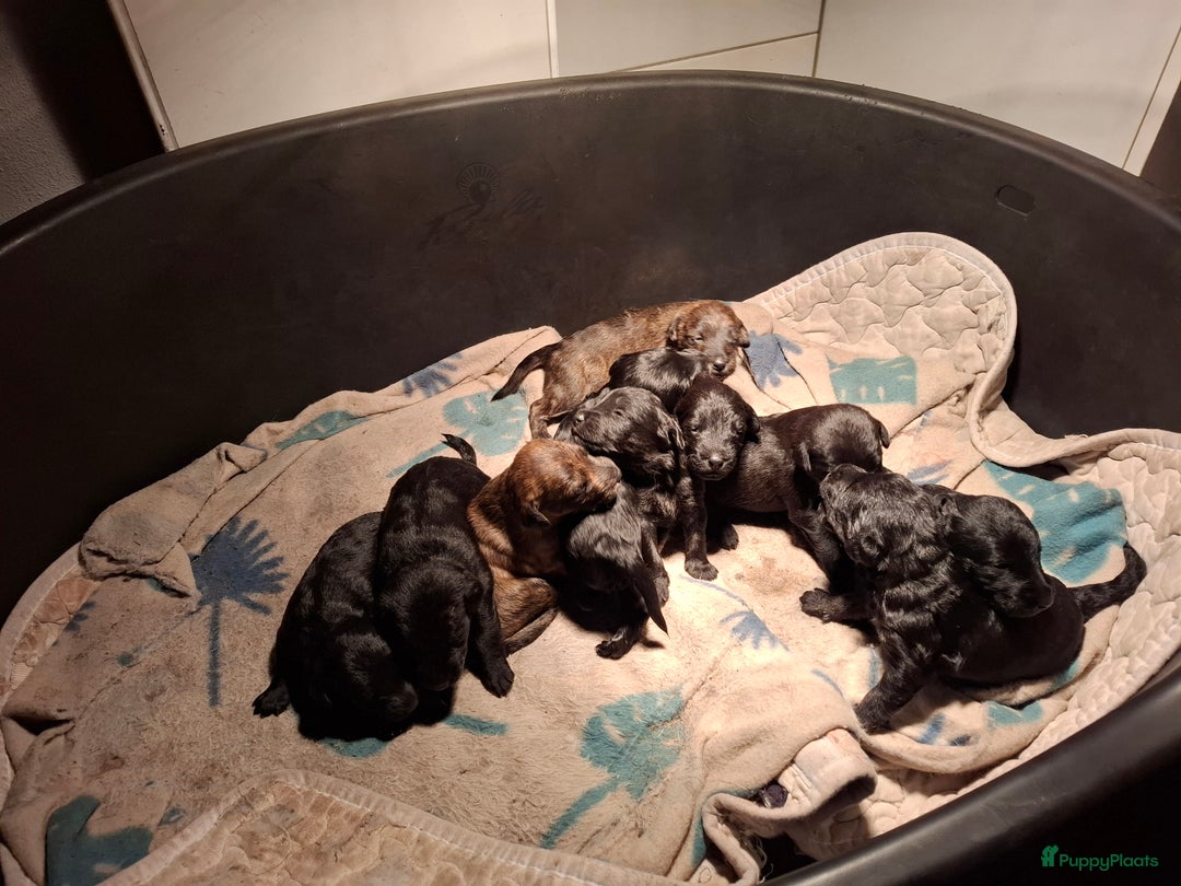 Kruising honden te koop: Foxdoodle puppies te koop (Foodle) - Advertentie 10