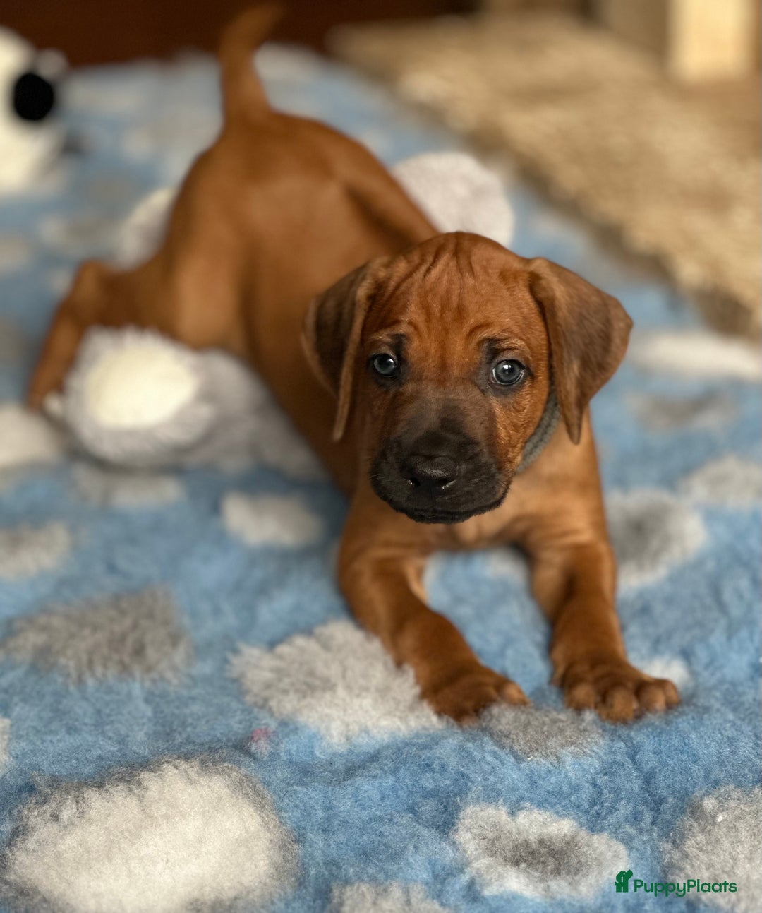 Rhodesian Ridgeback honden te koop: Prachtige en perfecte Rhodesian Ridgeback pups in Oosterbeek - Afbeelding 23