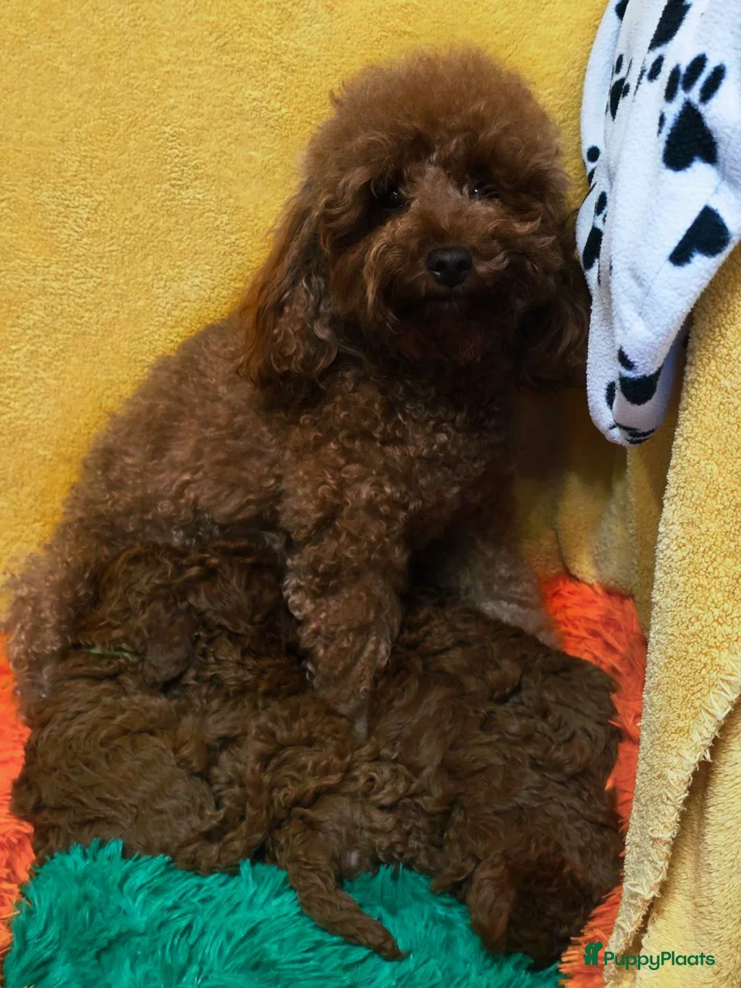 Poedel Toy honden te koop: Toypoedel pups - Advertentie 2