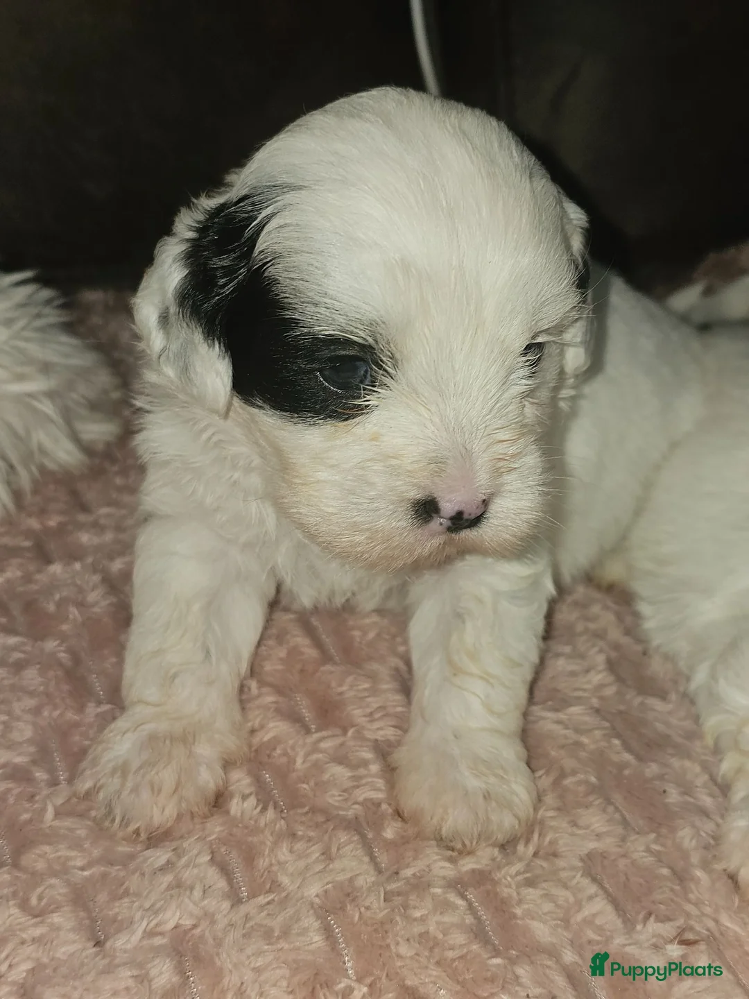 Maltezer honden te koop: Boomer  - Advertentie 1