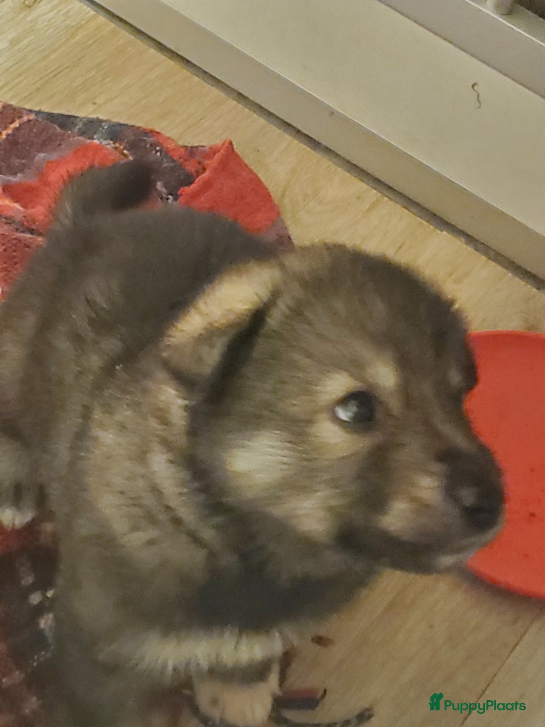 Kruising honden te koop: Kruising pups herder/husky - Advertentie 8