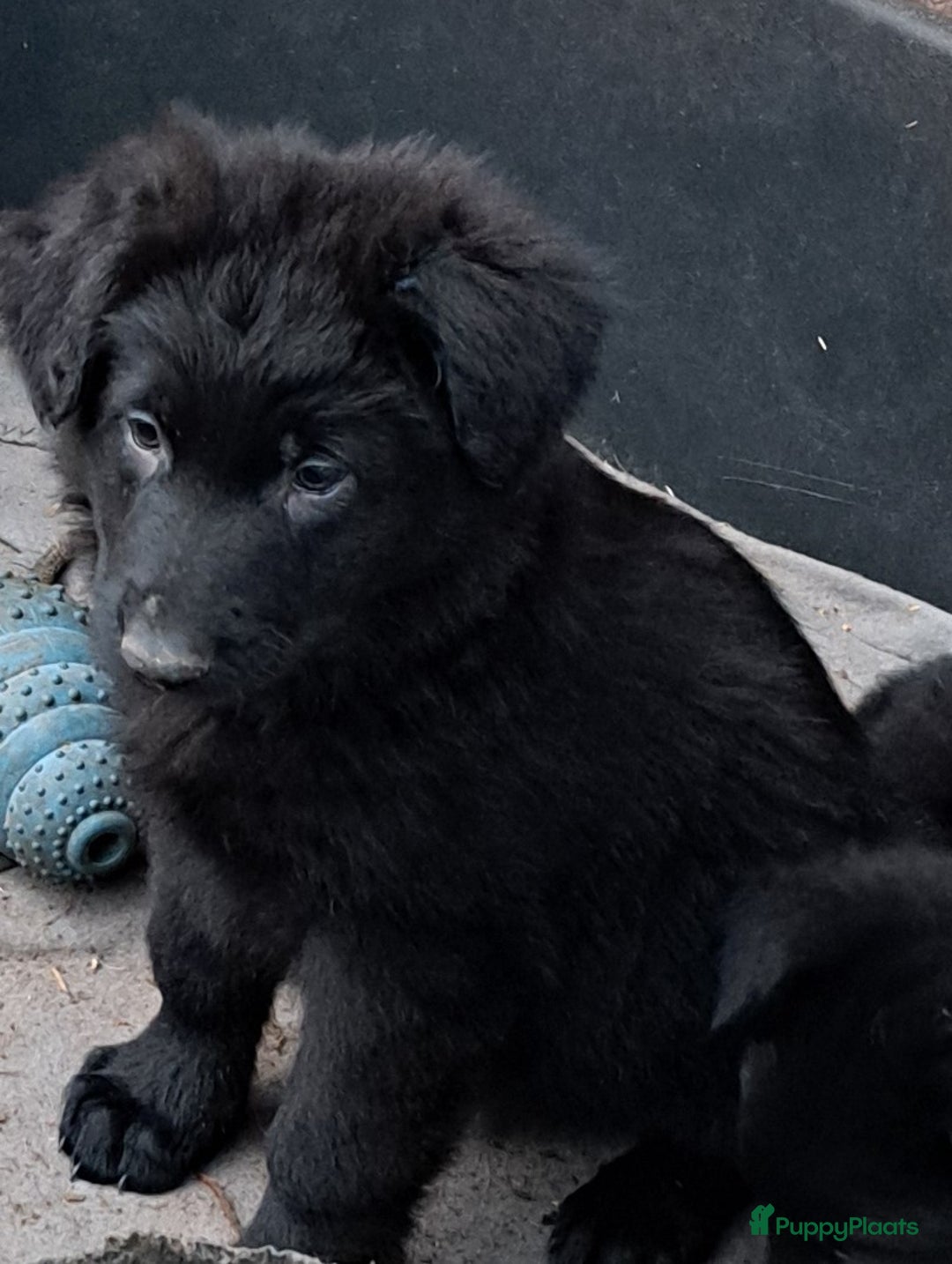 Duitse Herder honden te koop: Langstokharige zw. en zw.br. Duitse Herder puppies - Advertentie 7
