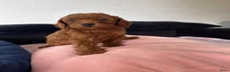 Poedel Toy honden te koop: Rode Toypoedel pups uit geteste ouders - Advertentie 1