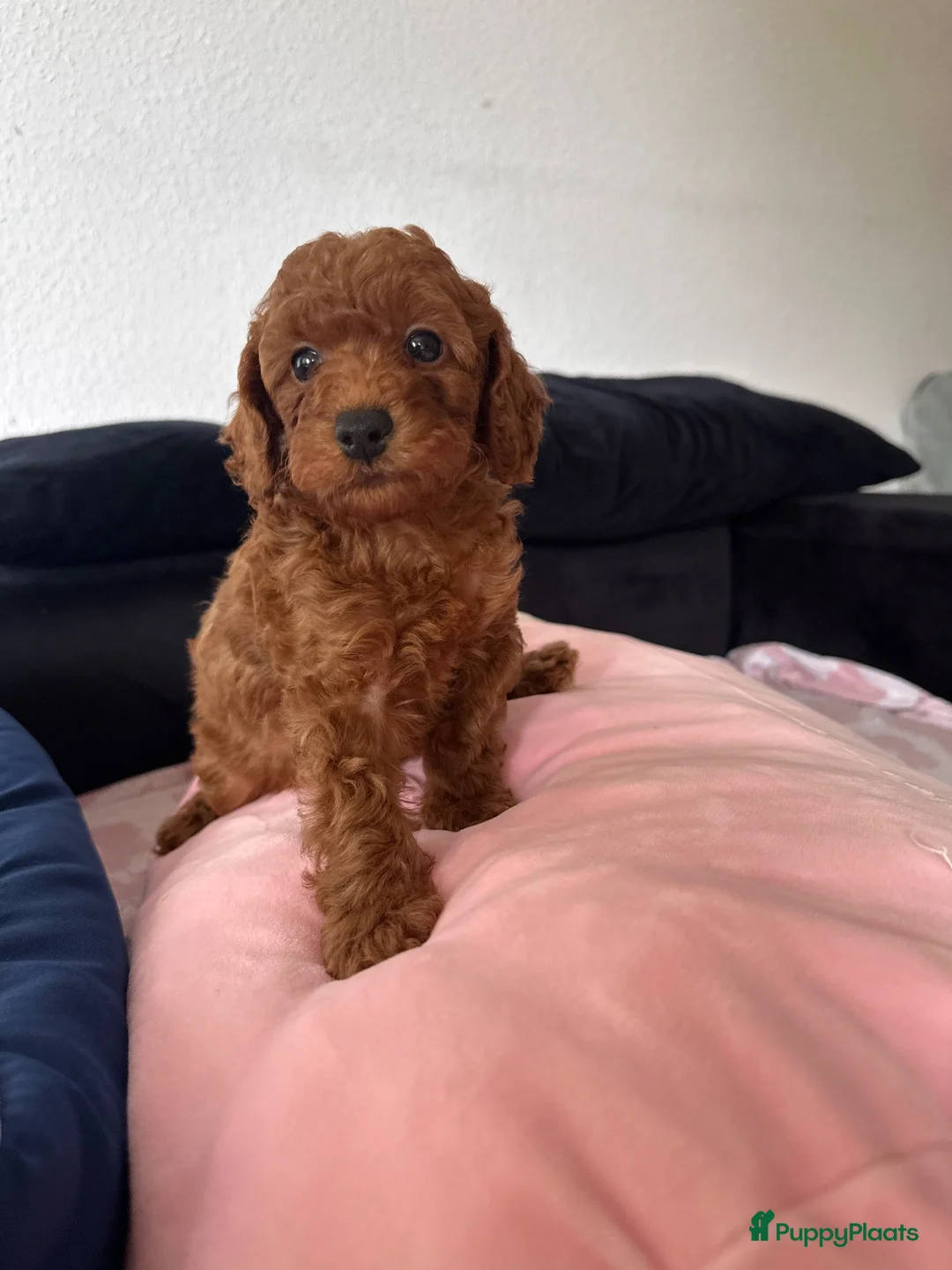 Poedel Toy honden te koop: Rode Toypoedel pups uit geteste ouders - Advertentie 1