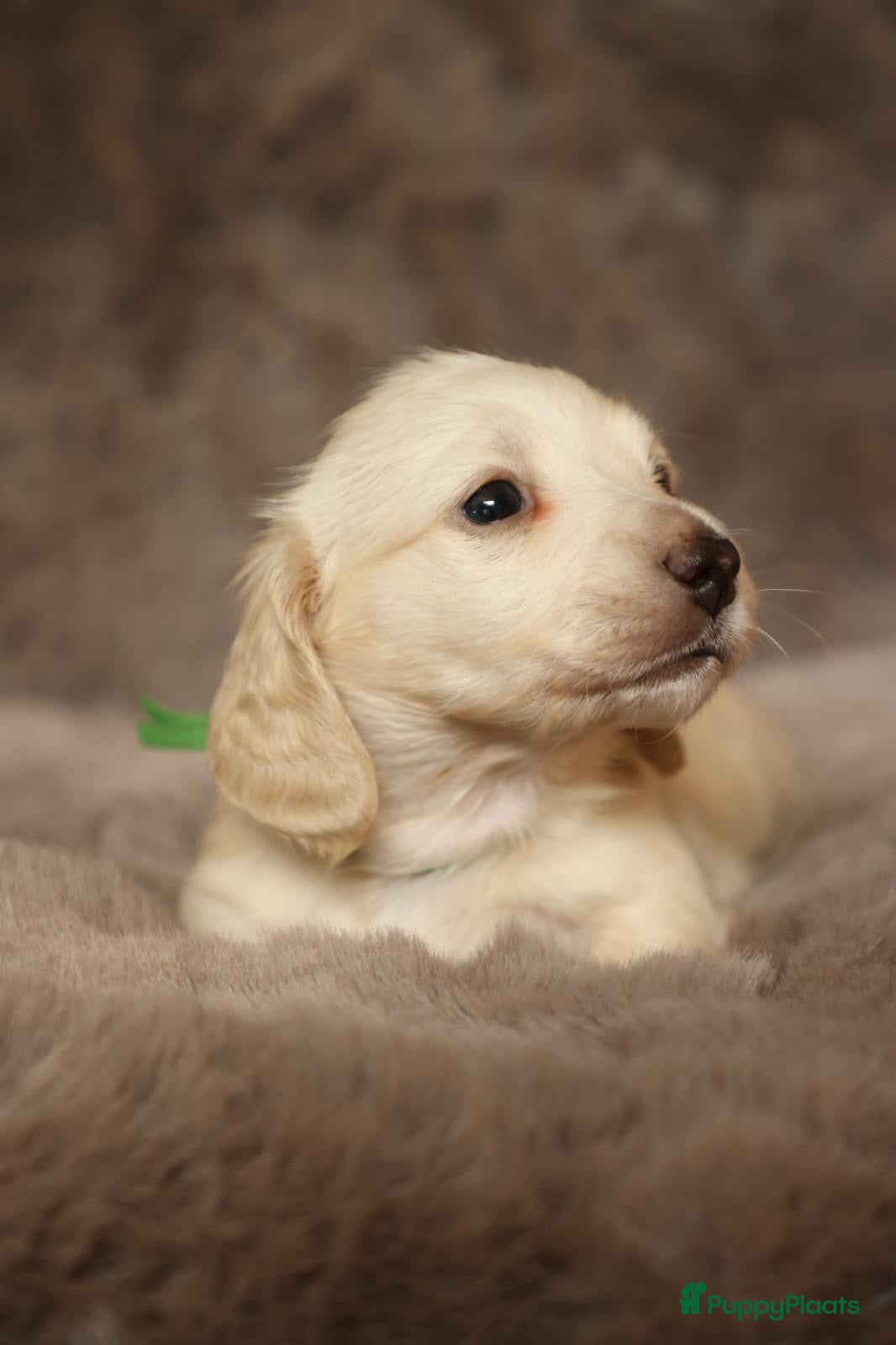 Teckel (langhaar) honden Zeer lieve knappe teckel pups - Advertentie 3