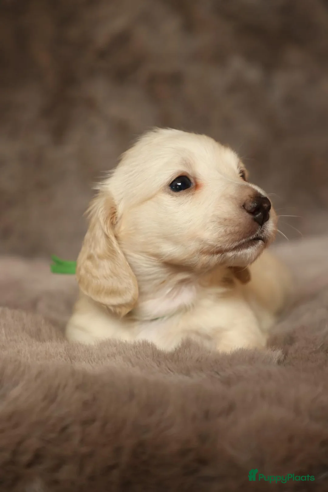 Teckel (langhaar) honden te koop: Zeer lieve knappe teckel pups in Ens - Advertentie 1