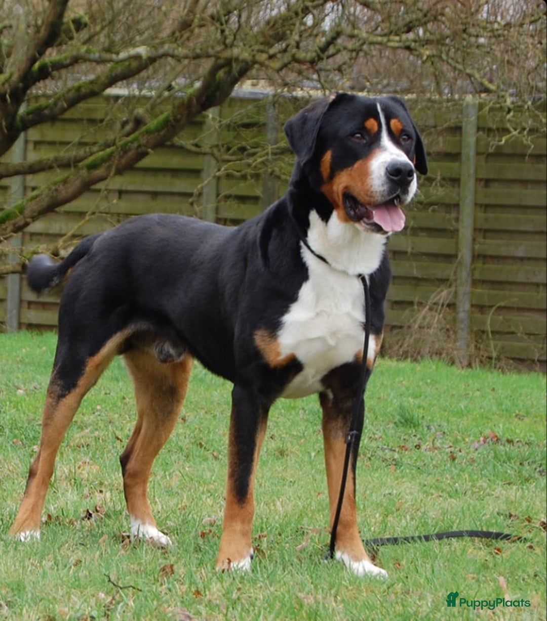 Grote Zwitserse Sennenhond honden te koop: Mooie Grote Zwitserse Sennen pups van onze Suus - Advertentie 5