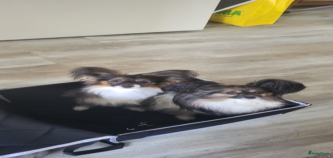 Galerij afbeelding {{count}}