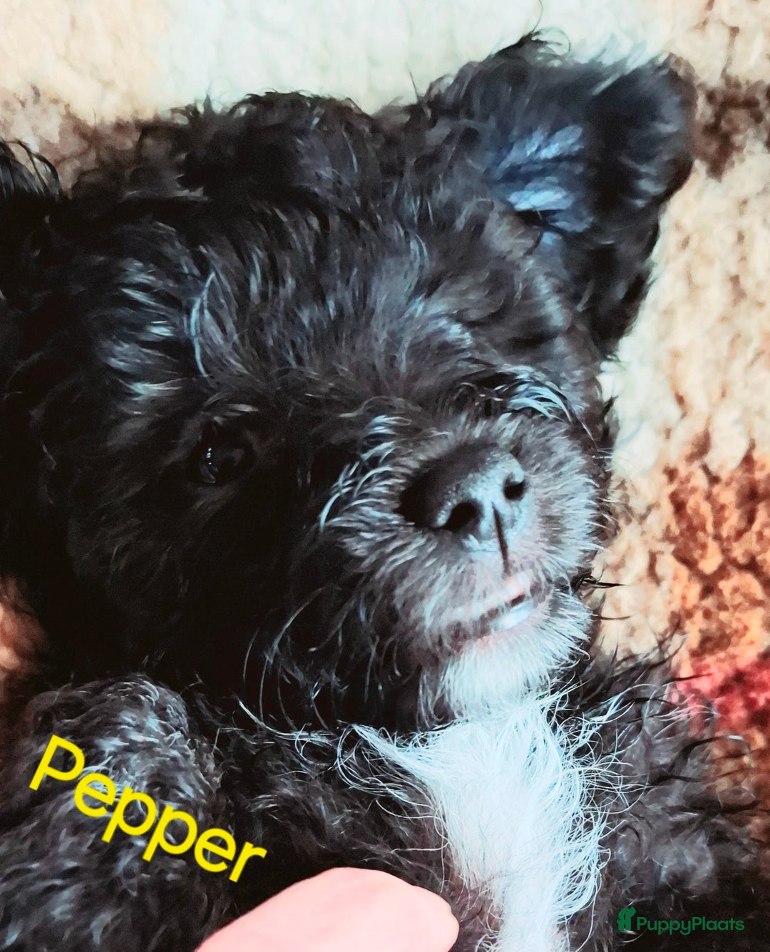 Maltipoo honden te koop: Maltipoo - Advertentie 6