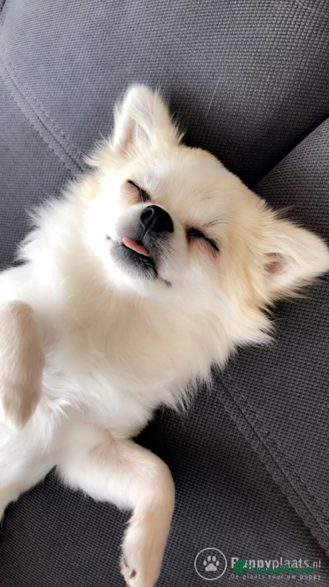 Kruising honden ter dekking: Dekreu chihuahua pomeriaan kruising Pomchi in Heemskerk - Advertentie 7