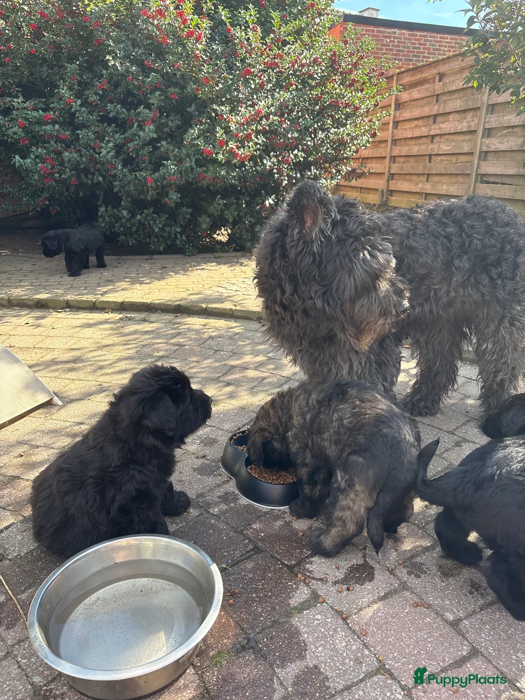 Kruising honden te koop: Bouvier pupjes  in Luyksgestel - Advertentie 1