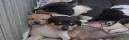 Schotse Herdershond korthaar honden te koop: Schotse herdershond korthaar pups - Advertentie 24