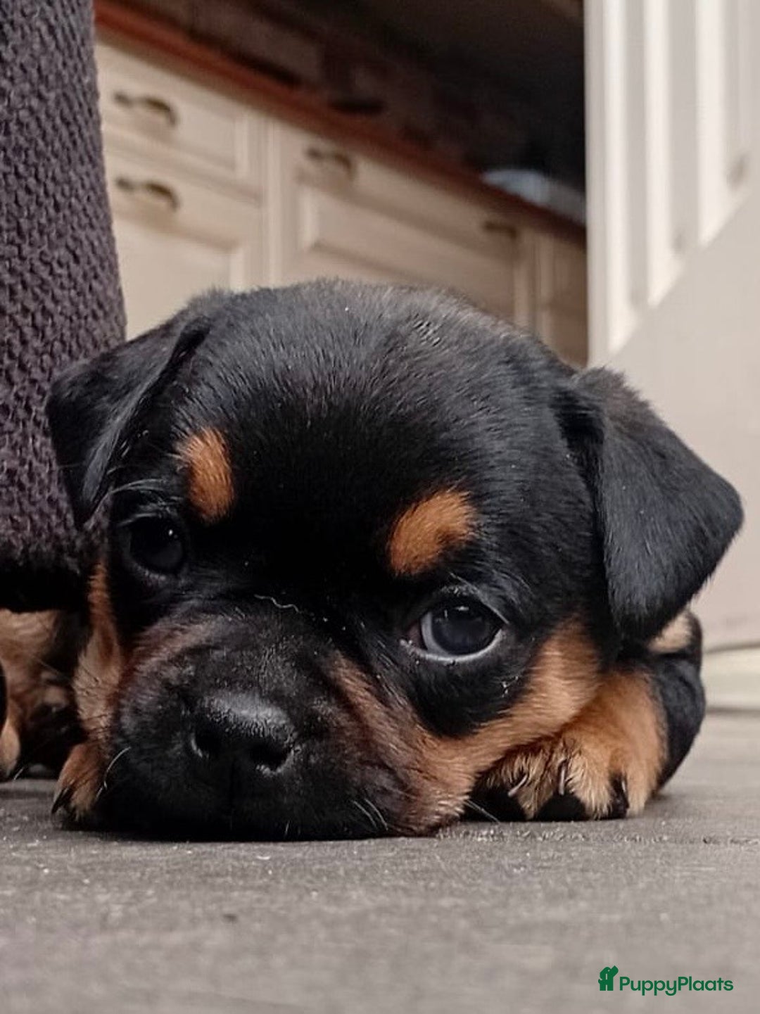 Dwergpinscher honden te koop: Carlin Pinscher Puppy’s te koop - Afbeelding 21