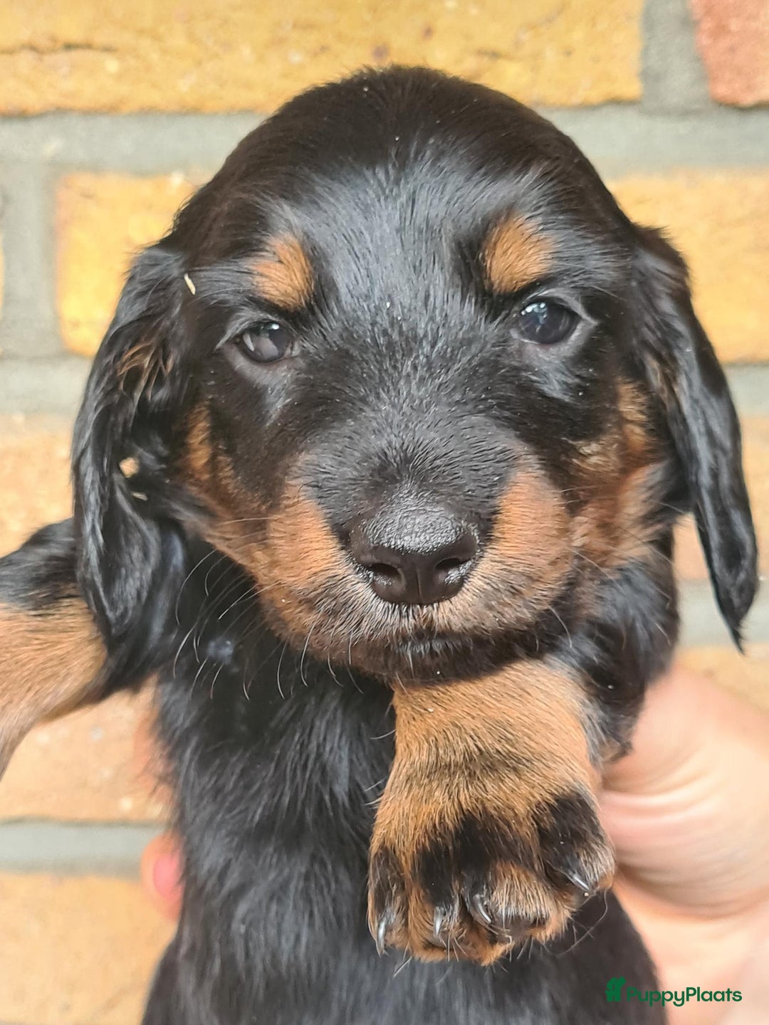 Teckel (langhaar) honden te koop: Eén pup beschikbaar Standaard langhaar teckel pups - Advertentie 22