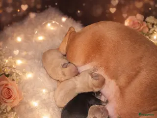 Franse Bulldog honden Franse Bulldog pups ❤️ - Advertentie 1