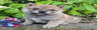 Shiba Puppy 3