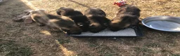 Kruising honden te koop: Duitse herder puppy’s  - Advertentie 7