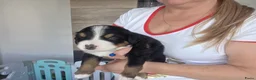 Berner Sennenhond honden te koop: Prachtig nest Berner Sennenhond pups beschikbaar - Advertentie 2