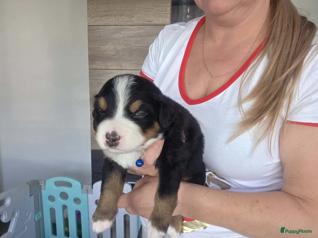 Berner Sennenhond honden te koop: Prachtig nest Berner Sennenhond pups beschikbaar - Advertentie 2