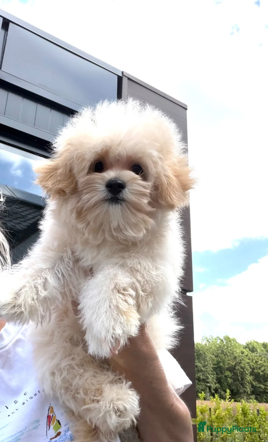 Maltipoo honden te koop: Mooie, kleine maltipoo teefjes  - Advertentie 2