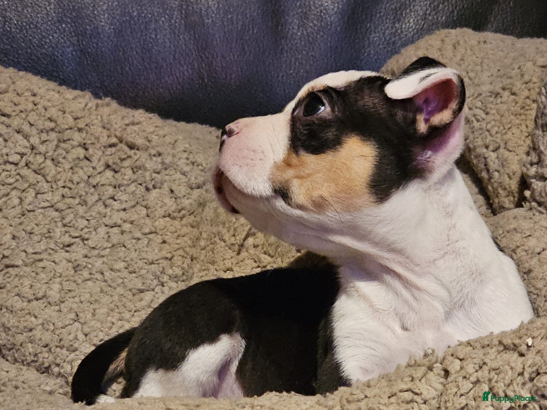 Amerikaanse Bully honden te koop: Pocket bullys met abkc stamboom  - Advertentie 4