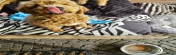 Kruising honden te koop: Geen beschikbare pups meer - Advertentie 1