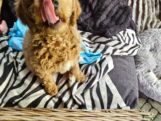 Kruising honden Labradoodle pups multigen medium. F5 - Advertentie 6