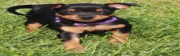 Dwergpinscher honden te koop: Dwergpincher pups aangeboden  - Advertentie 15