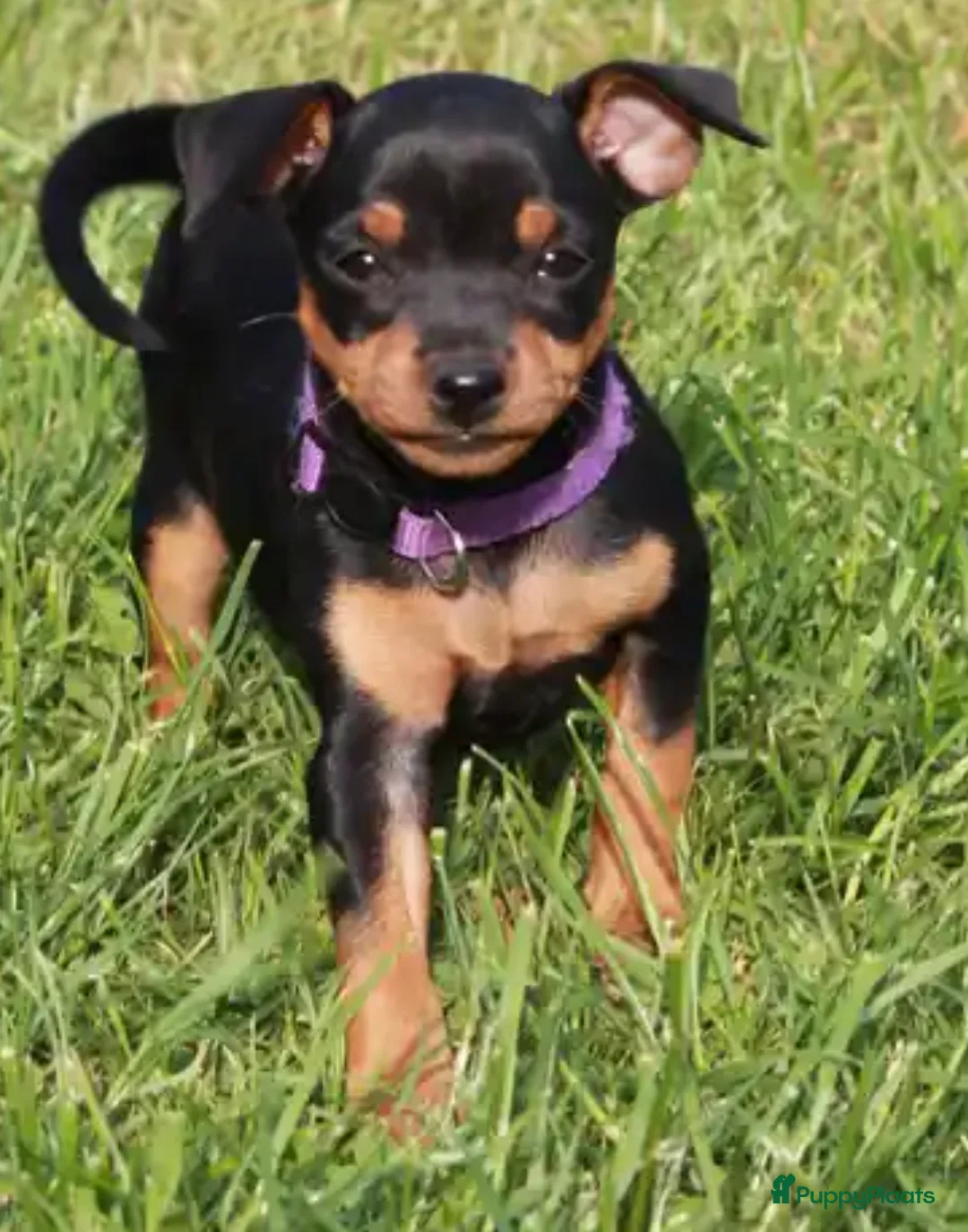 Dwergpinscher honden te koop: Dwergpincher pups aangeboden  - Advertentie 15