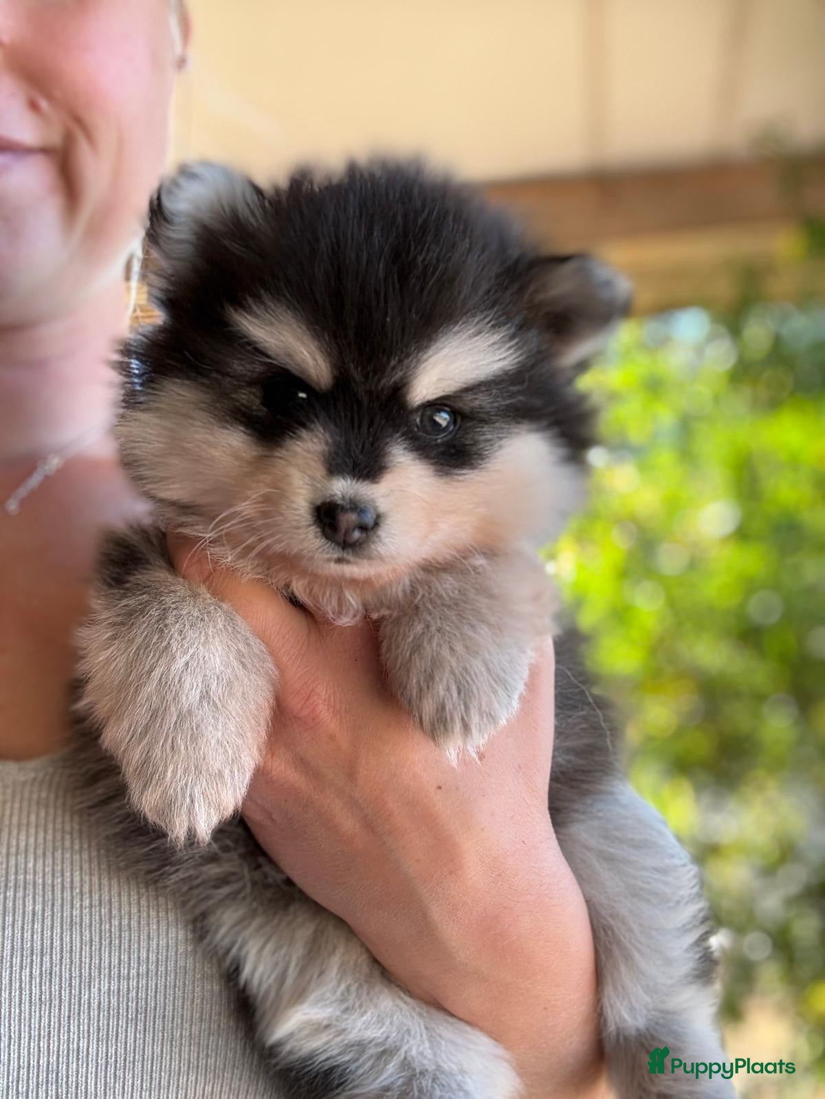 Pomsky honden Prachtige Pomsky pups - Advertentie 2