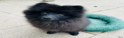Pomeriaan honden te koop: Nog 1 Prachtige Pomeriaan/dwergkees pup.💙 - Advertentie 2