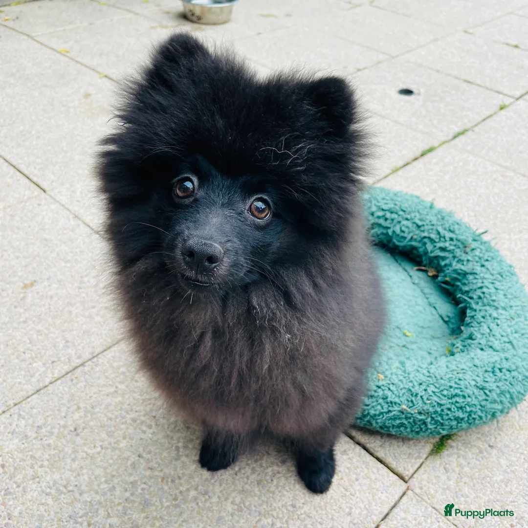 Pomeriaan honden te koop: Nog 1 Prachtige Pomeriaan/dwergkees pup.💙 - Advertentie 2