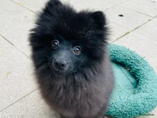 Pomeriaan honden Nog 1 Prachtige Pomeriaan/dwergkees pup.💙 - Advertentie 2