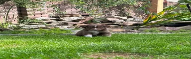 Australian Shepherd 7